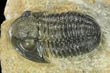 Detailed Gerastos Trilobite Fossil - Morocco #134059-5
